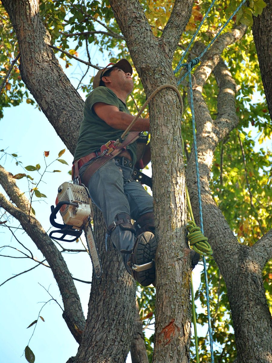 Élagueur encordé démontant un grand arbre