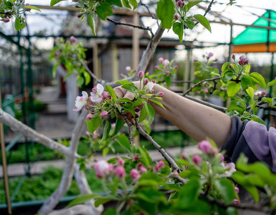 Taille d'un pommier en fleurs